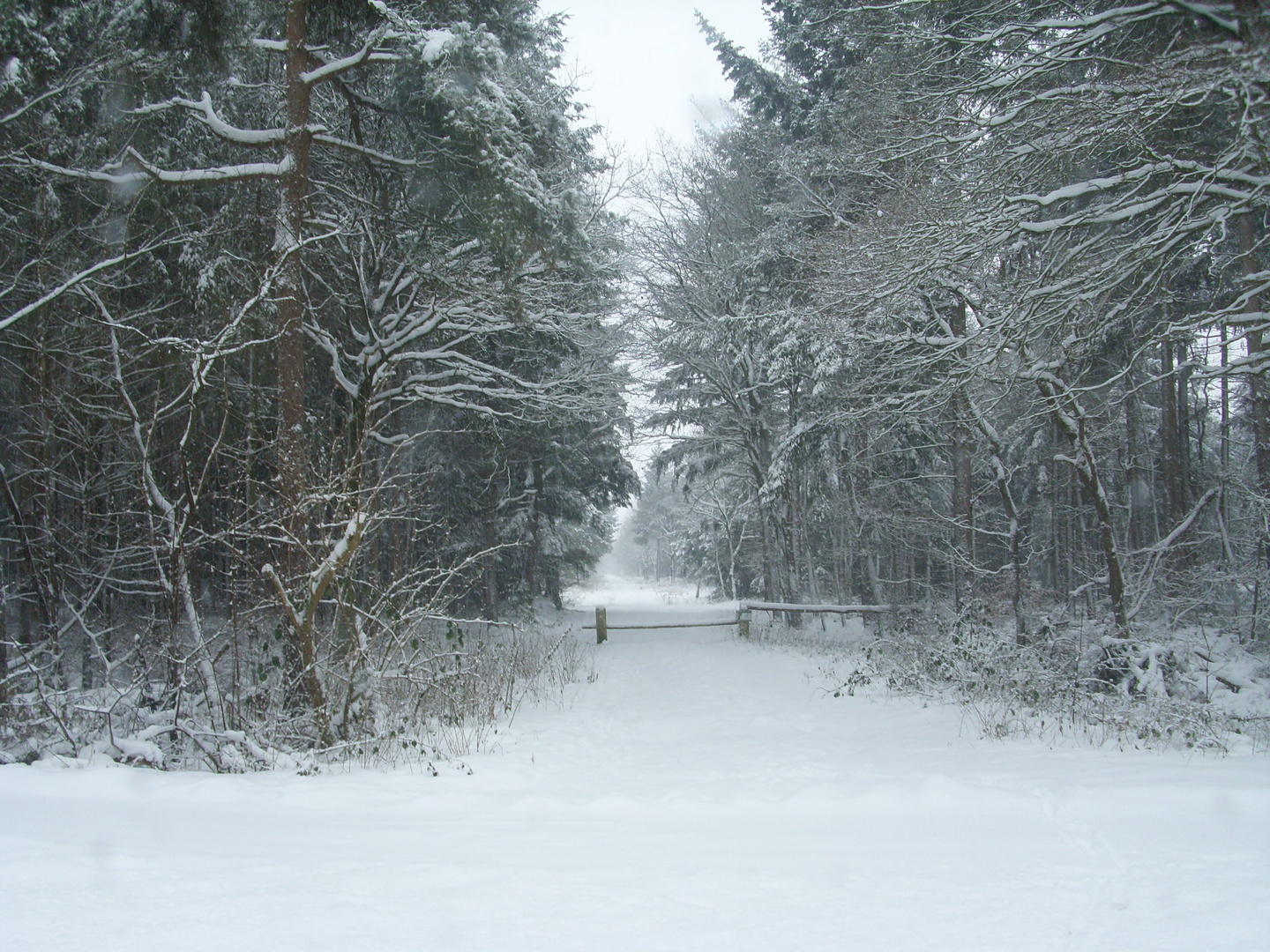 Winterwald