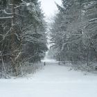 Winterwald