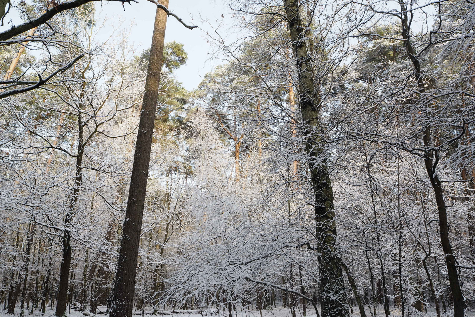 Winterwald