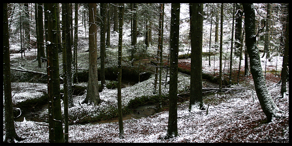 Winterwald