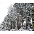 Winterwald