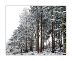 Winterwald