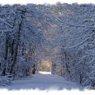 Winterwald