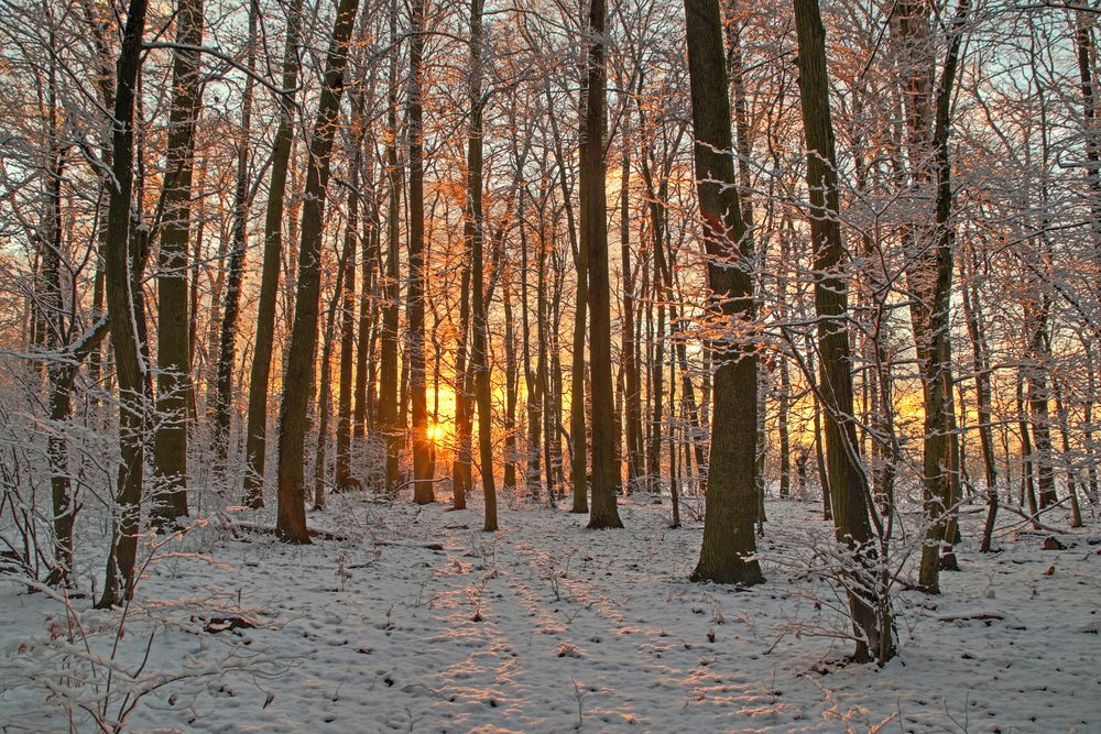 Winterwald