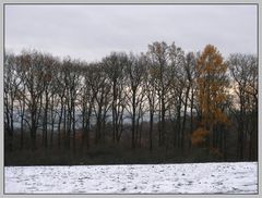 Winterwald