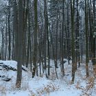 Winterwald