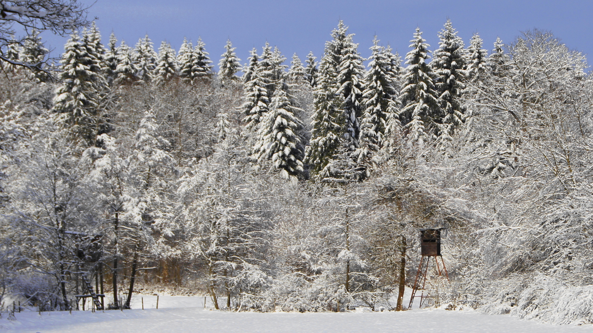 Winterwald