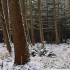 Winterwald