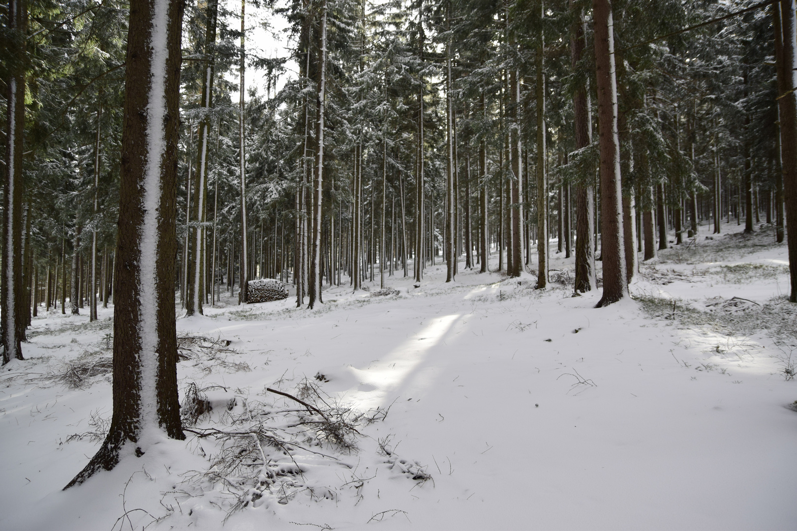 winterwald