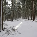 winterwald