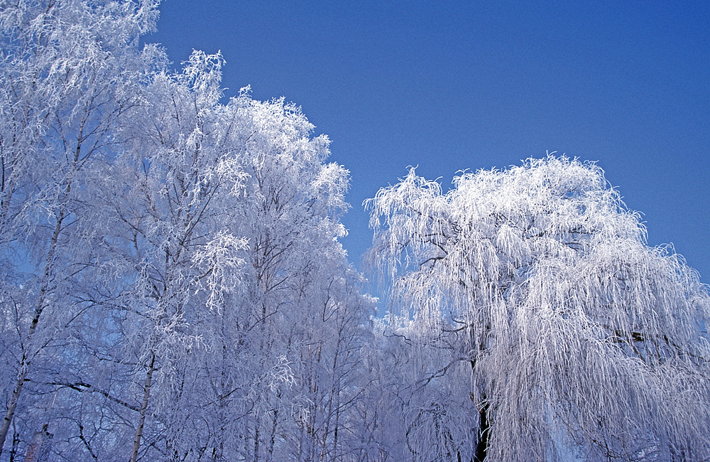 Winterwald