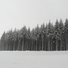 Winterwald