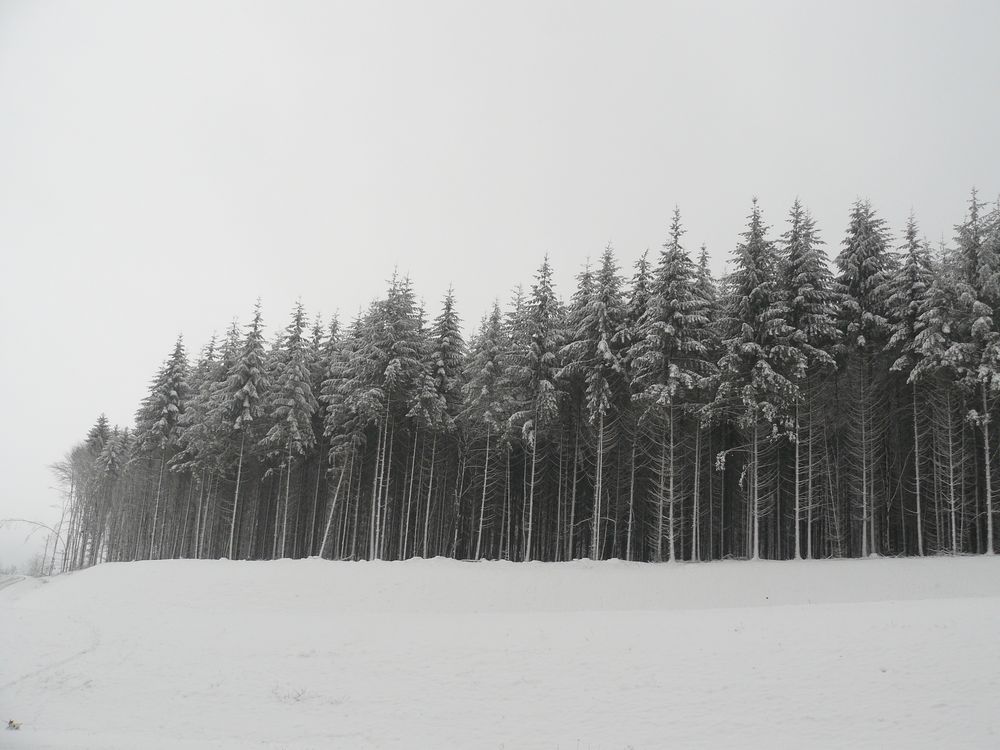 Winterwald