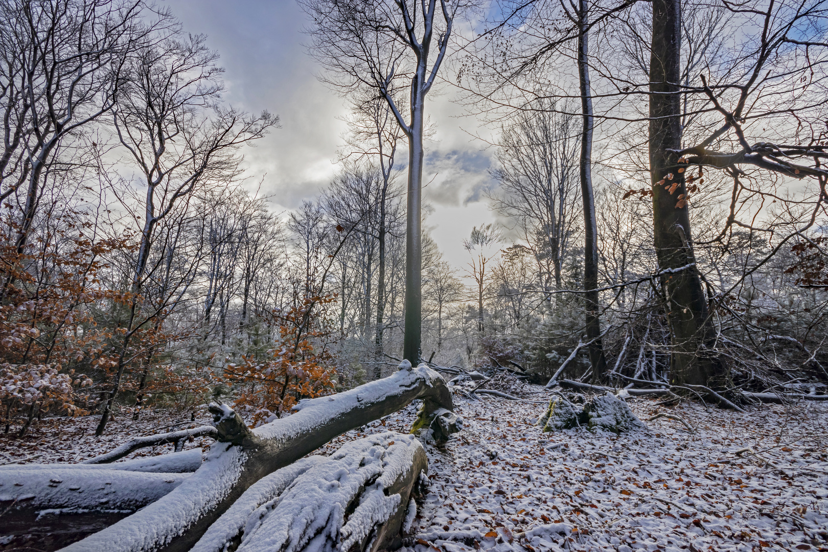 Winterwald