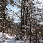 Winterwald