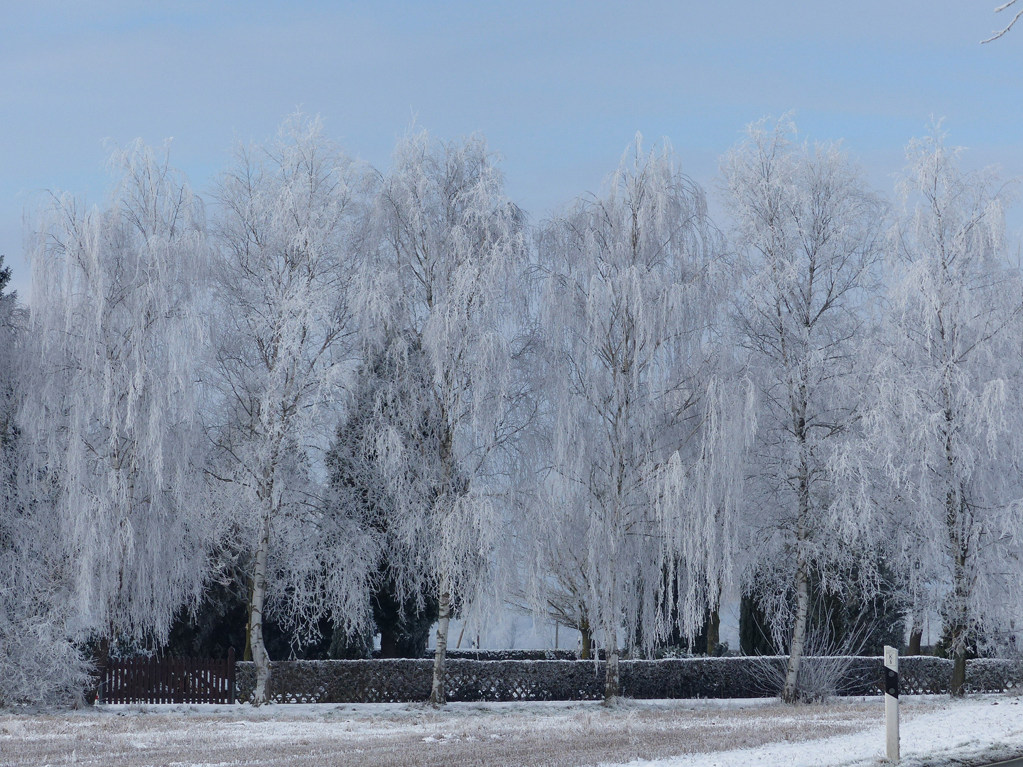 Winterwald