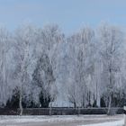 Winterwald