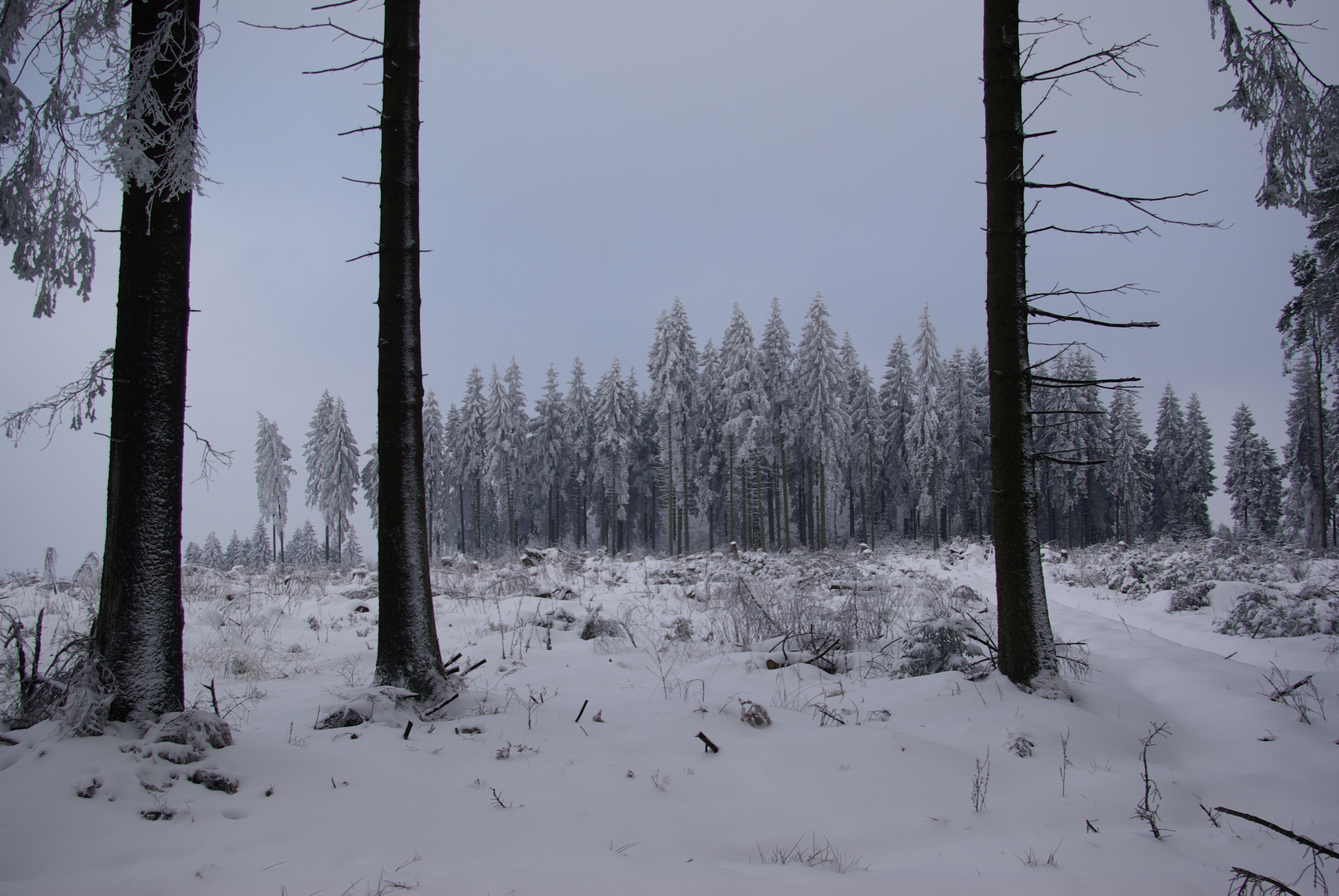 Winterwald