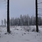 Winterwald