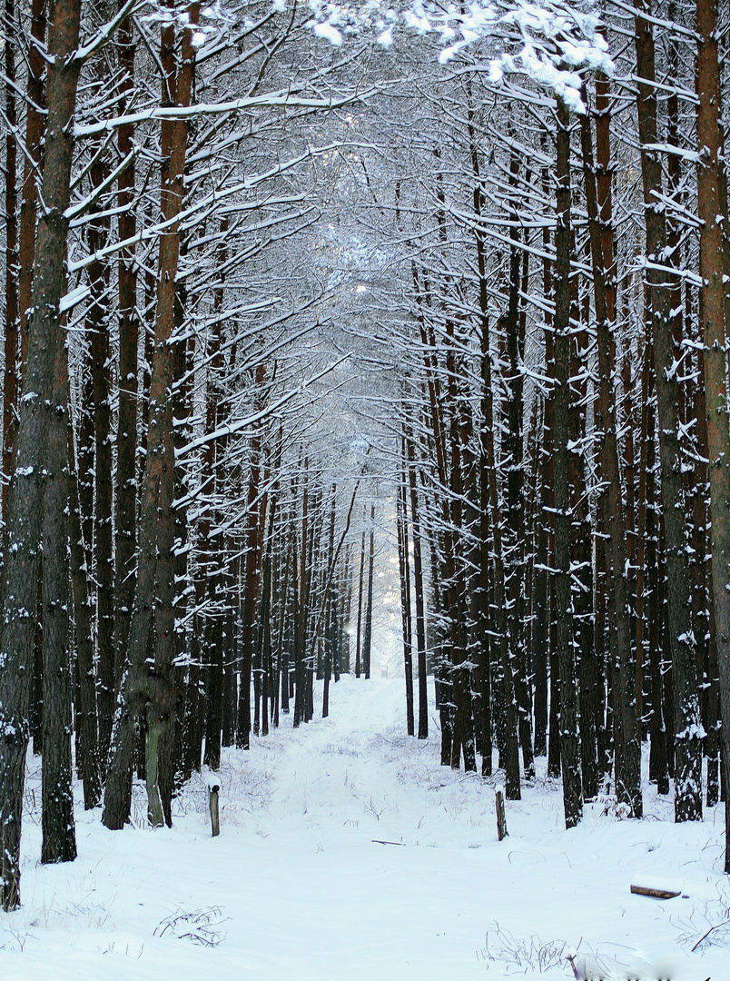 Winterwald