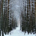 Winterwald