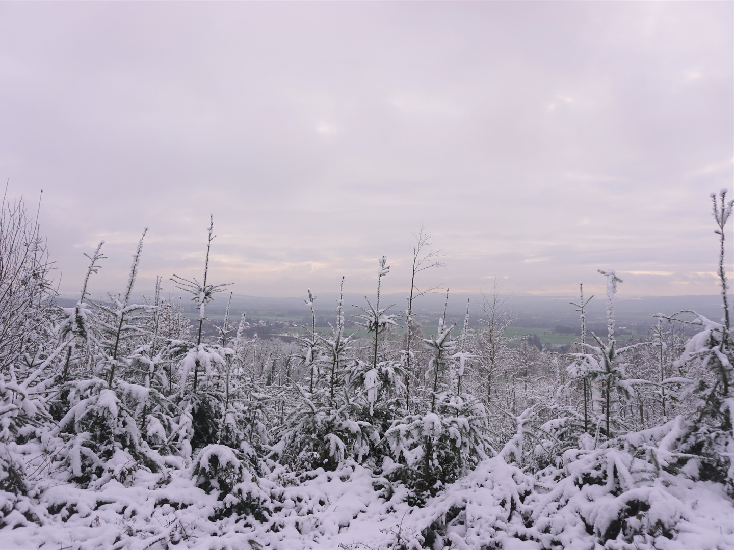 Winterwald