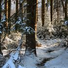 Winterwald