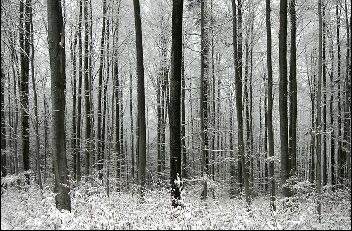 Winterwald