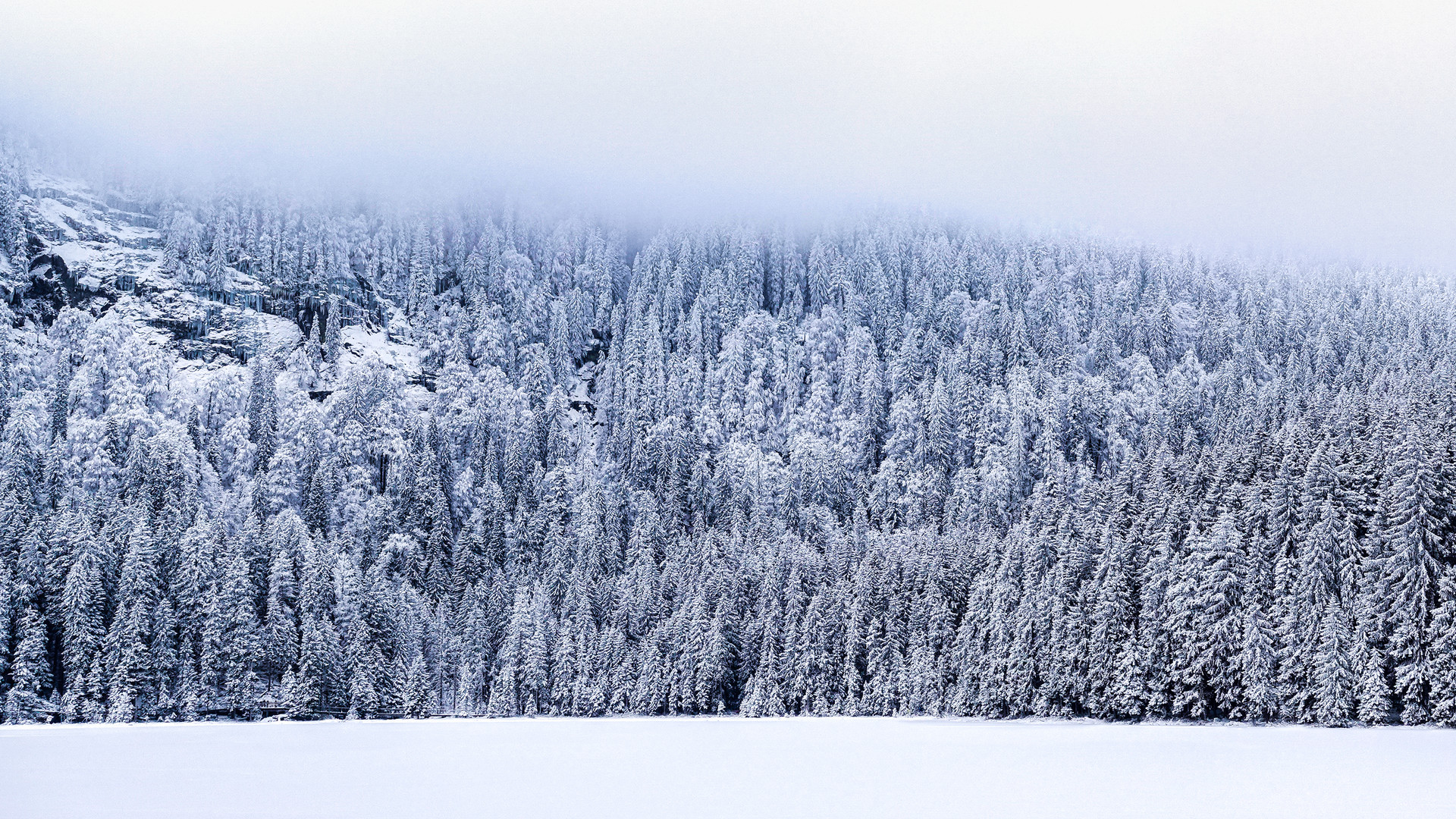 Winterwald