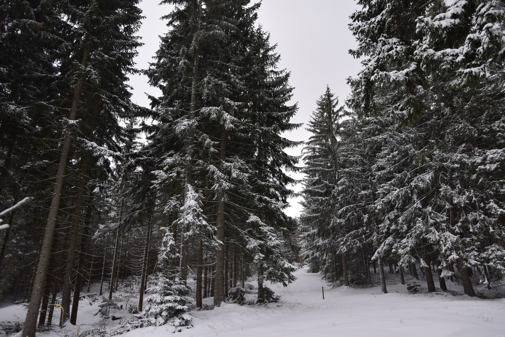 winterwald