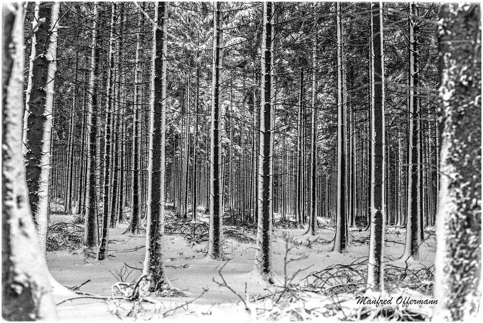 Winterwald