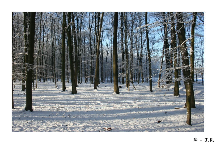 Winterwald