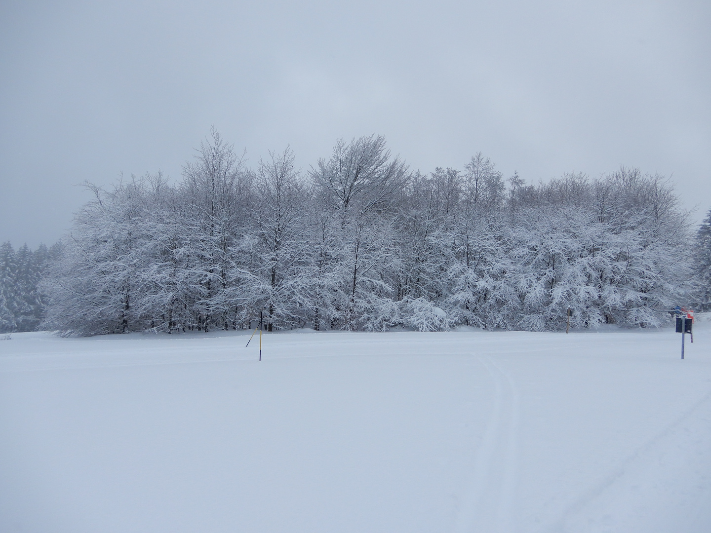 Winterwald