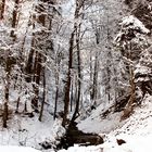 Winterwald