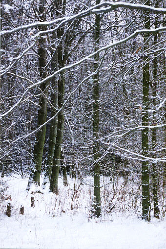 Winterwald - ein Versuch