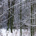 Winterwald - ein Versuch