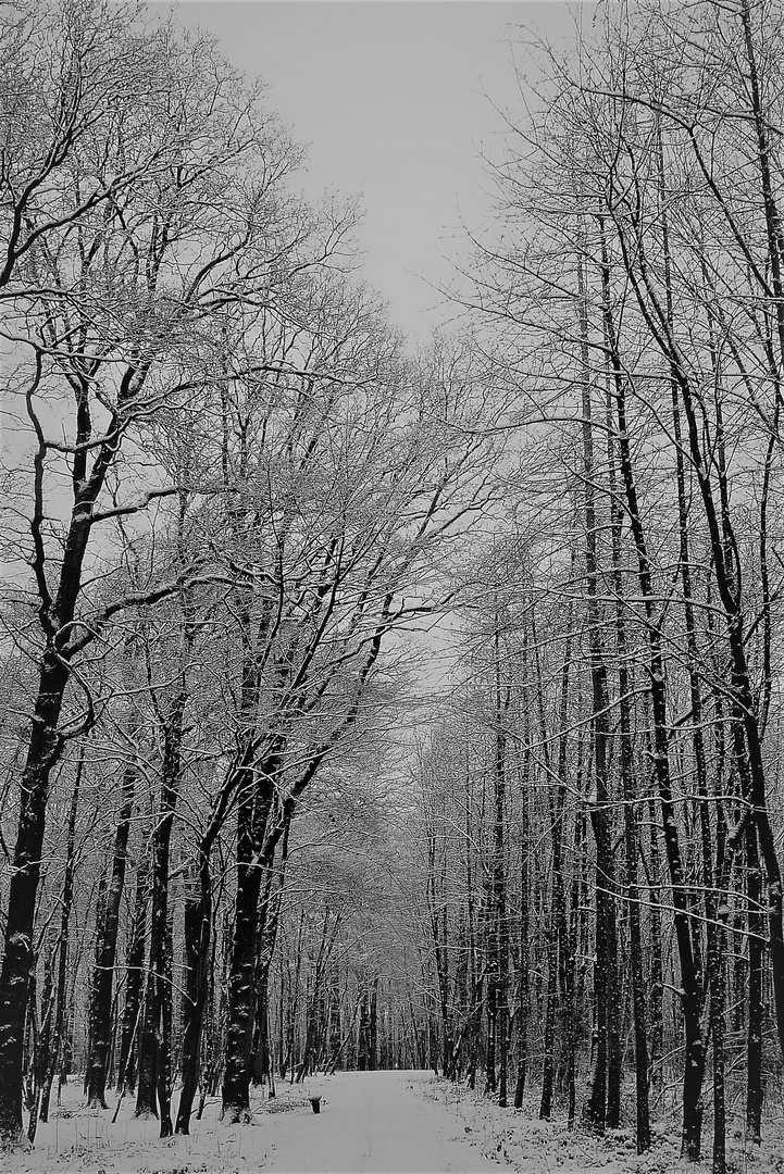 Winterwald Ende Januar 2019 in Münster - Ein kalter Durchblick