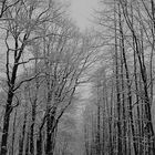 Winterwald Ende Januar 2019 in Münster - Ein kalter Durchblick