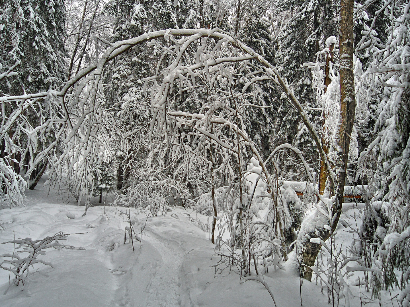 Winterwald