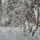 Winterwald