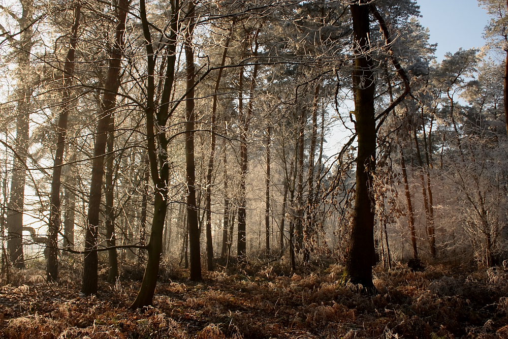 Winterwald