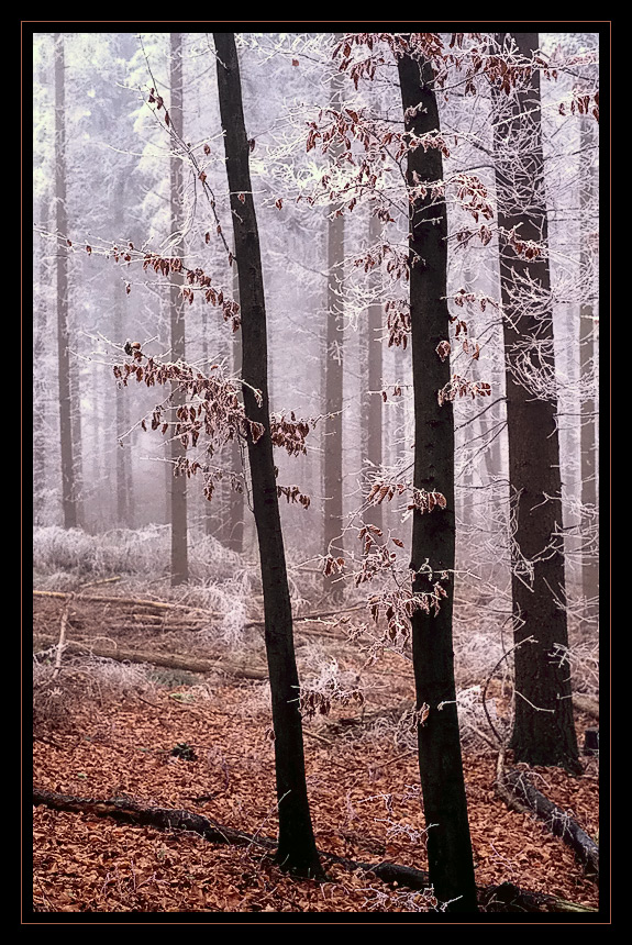 winterwald