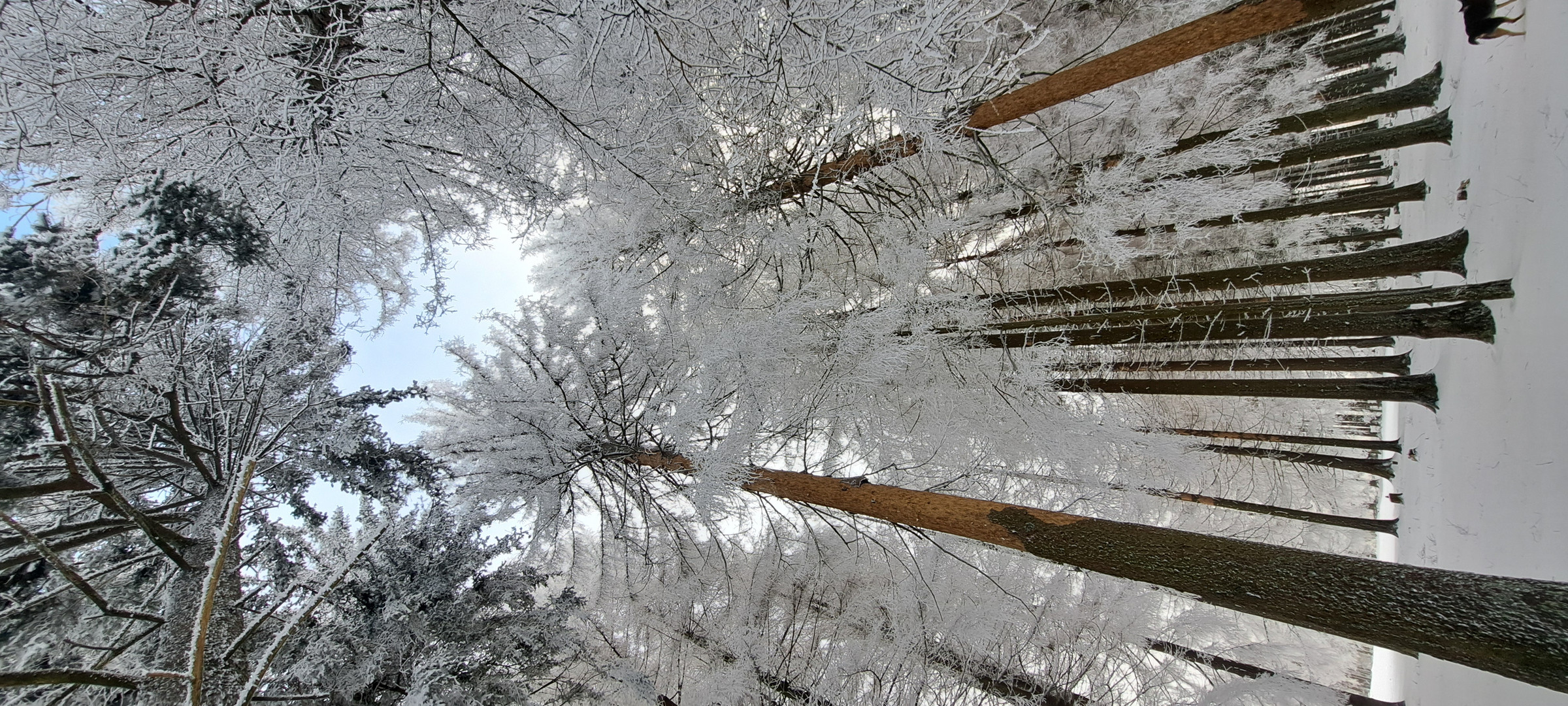 WINTERWALD