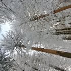 WINTERWALD