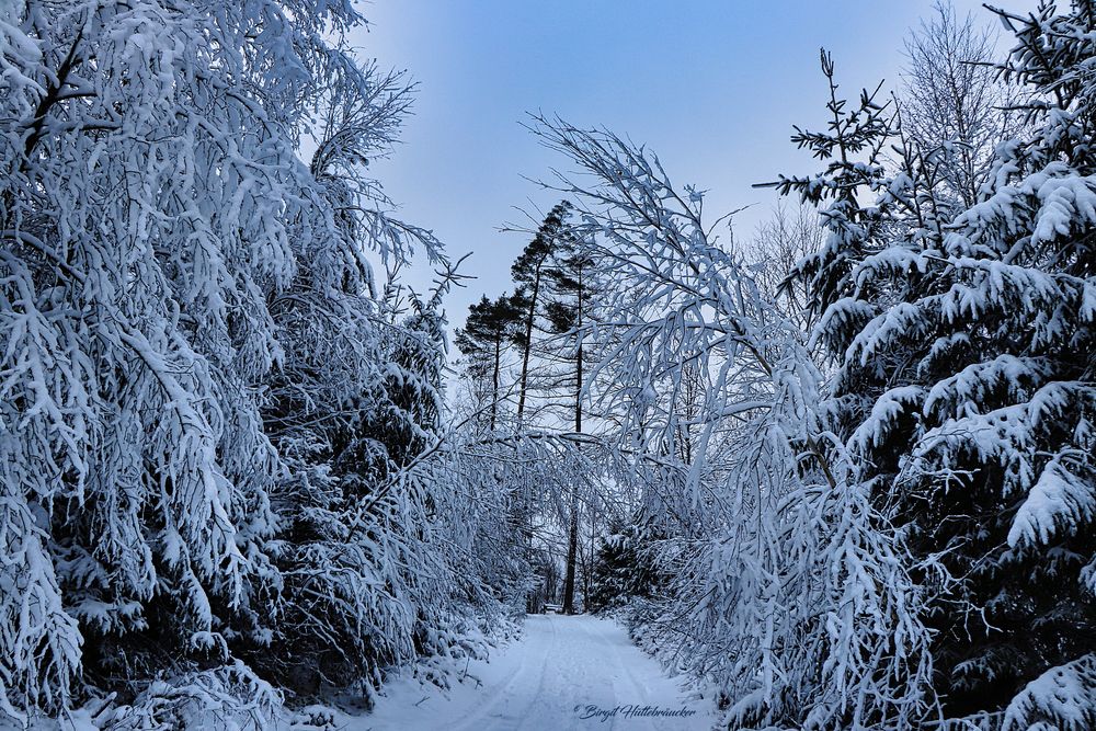 Winterwald Foto & Bild  landschaft, jahreszeiten, winter Bilder auf 