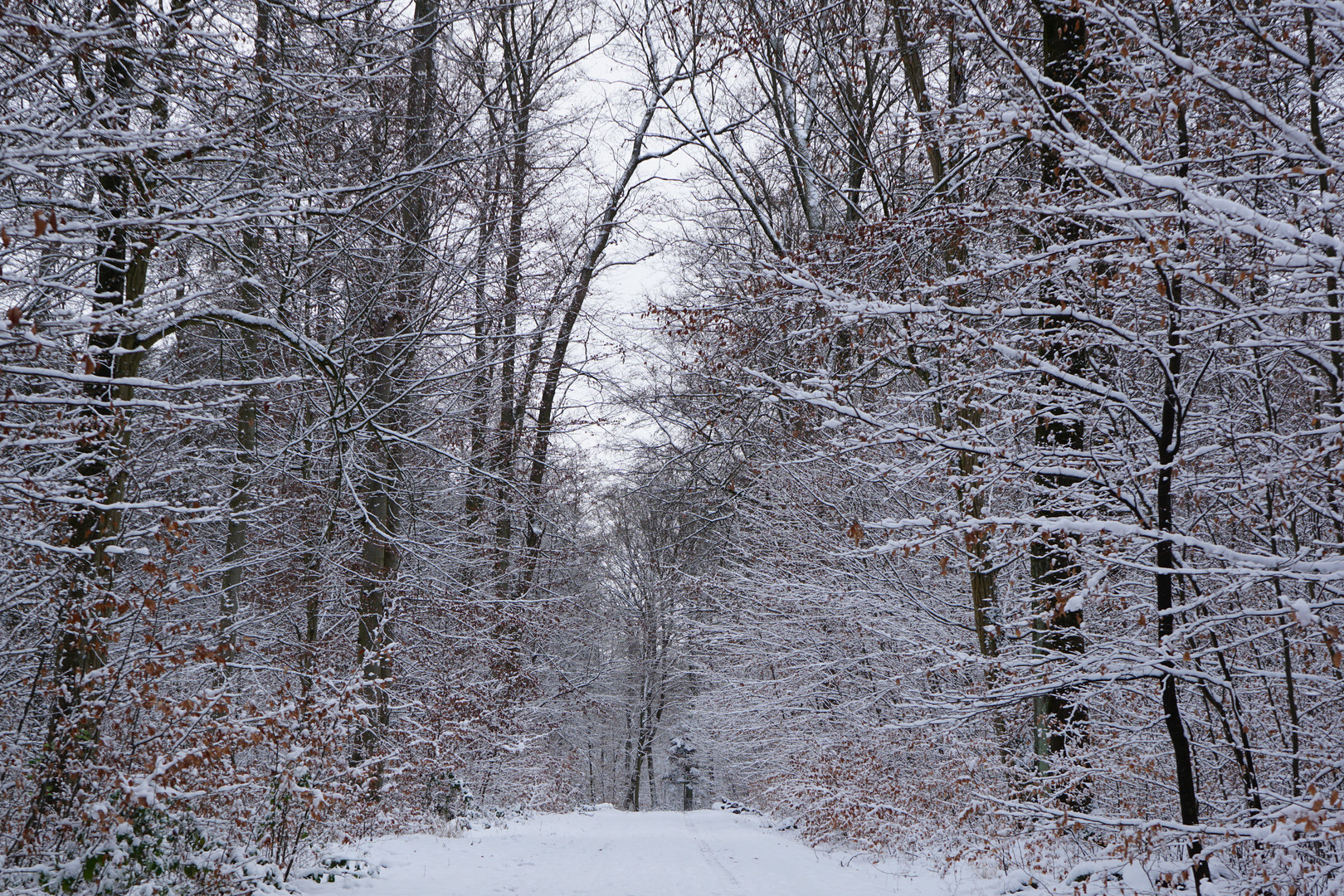 Winterwald