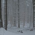 Winterwald