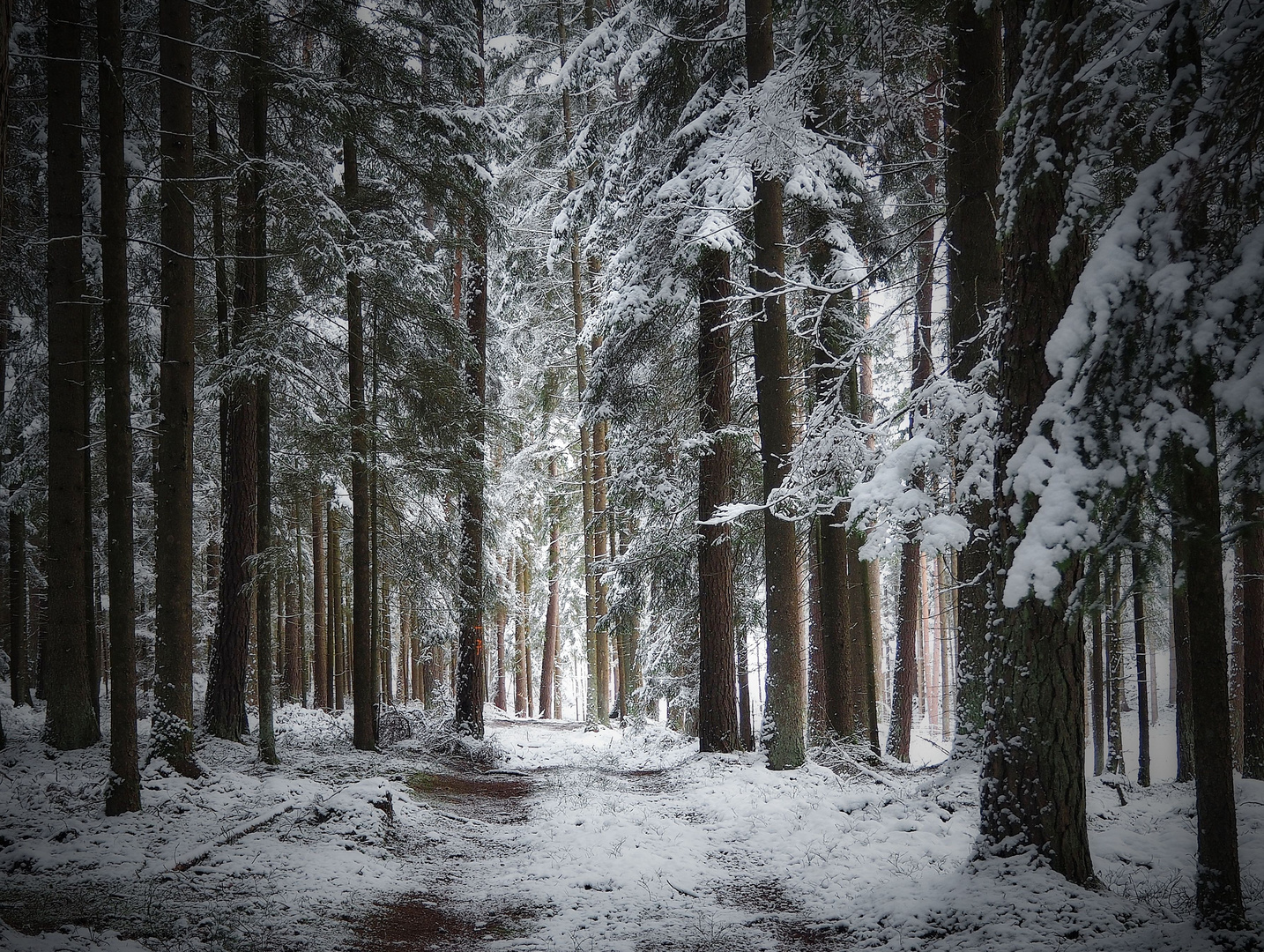 Winterwald