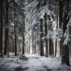 Winterwald