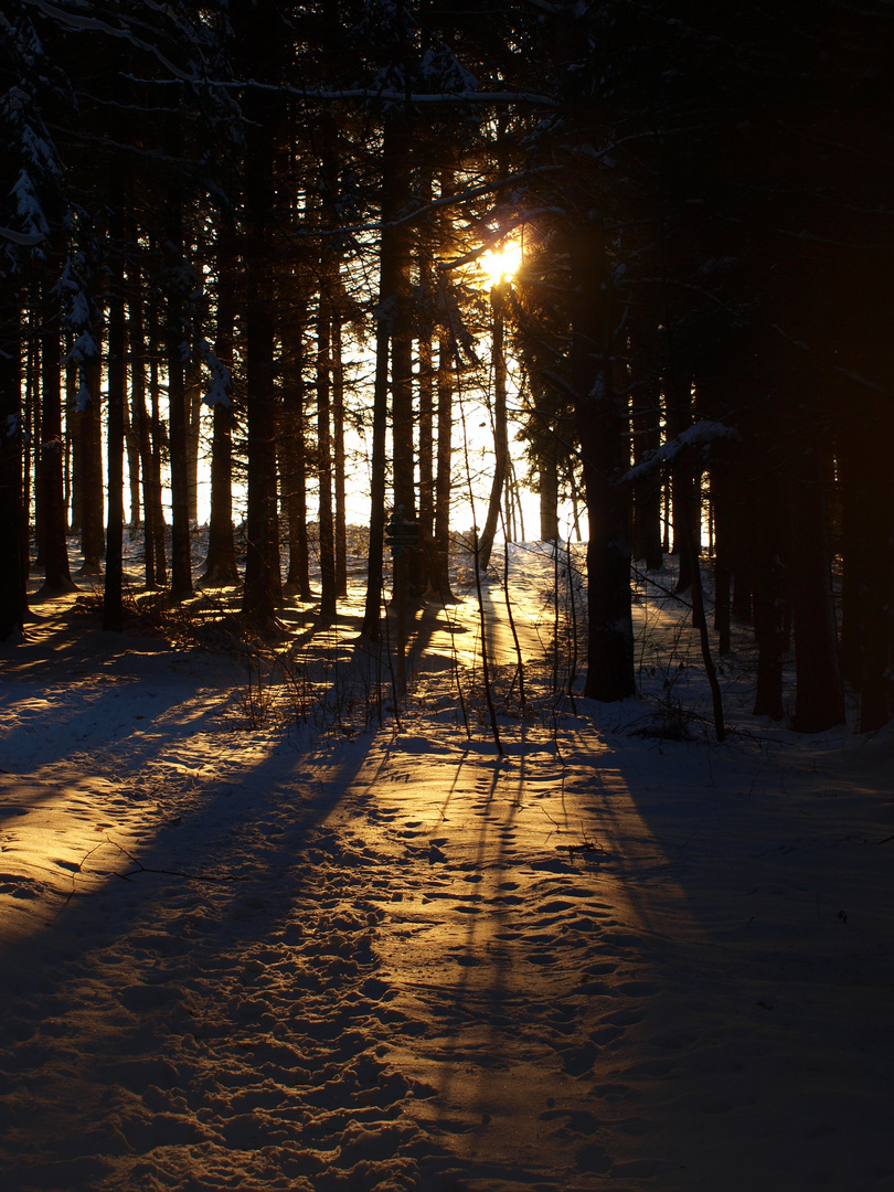 Winterwald.